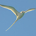 Bermuda Longtail in Flight