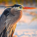 Harry the Heron with Plumage Close-Up